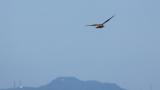 Eastern Marsh Harrier, flight and swooped