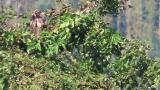 Perched Eastern Marsh Harrier