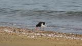 Eurasian Oystercatcher, foraging