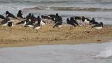 Eurasian Oystercatchers