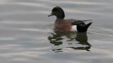 American wigeon