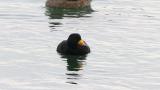 Black Scoter, diving