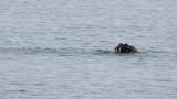 Black Scoter, bathing and preening
