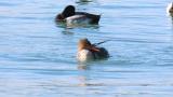 Red-breasted Merganser, preening and bathing