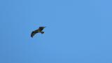 Western Osprey, flight