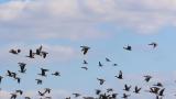Flock of Greater White-fronted Geese, flight and call