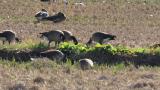 Aleutian Cackling Geese, foraging