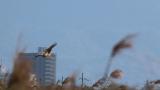 Eastern Marsh Harrier, flight