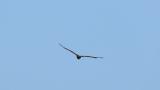 Eastern Marsh Harrier, flight