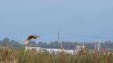 Eastern Marsh Harrier, flight