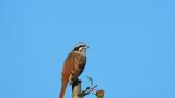 Singing Meadow Bunting