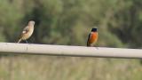 Male and female Daurian Redstarts
