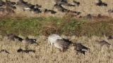 Snow Goose, foraging, scratching