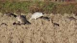 Snow Goose, foraging