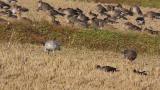Snow Goose, foraging, stretch