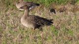 Taiga Bean Goose