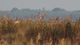 Eastern Marsh Harrier, mobbed by crows