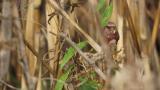 Male Long-tailed Rosefinch, foraging