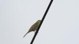 Perched female Pine Bunting