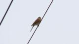 Perched male Pine Bunting, then took flight