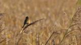Perched Common Reed Bunting