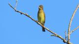 Perched Japanese Yellow Bunting