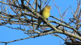 Perched Japanese Yellow Bunting