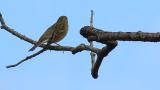 Perched Japanese Yellow Bunting
