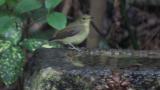 Narcissus Flycatcher drinking water