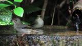 Narcissus Flycatchers, bathing