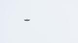 Soaring Mountain Hawk-eagle