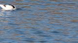 Pied Avocet, foraging