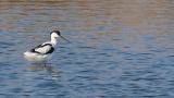 Pied Avocet, preening