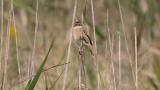 Perched Stejneger's Stonechat
