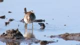 Wood Sandpiper, foraging
