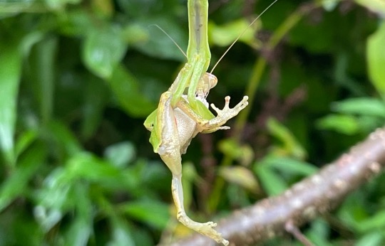 オオカマキリによるニホンアマガエル亜成体の捕食