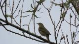 Perched Olive-backed Pipit, tail movement