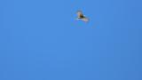 Soaring Grey-faced Buzzard on migration