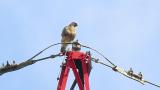 Perched Eastern Buzzard, rousing and took flight