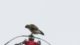 Perched Eastern Buzzard, some preening