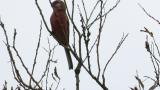 Foraging Long-tailed Rosefinch