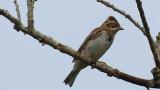 Perched Rustic Bunting, preening