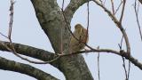 Japanese Yellow Bunting, scratching and defecation