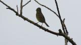 Perched Black-faced Bunting. Took flight.
