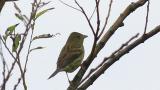 Japanese Yellow Bunting, bill cleaning and took flight.