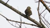Preening Black-faced Bunting