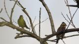 Japanese Yellow Bunting, eating and scratching