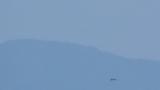 Gliding Crested Honey Buzzard on migration
