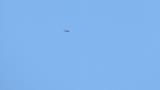 Gliding Crested Honey Buzzard on migration