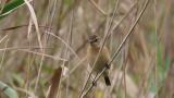 Stejneger's Stonechat perched on reed. Took flight.